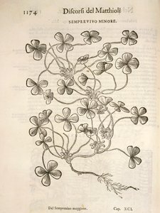 Sempervivum (Semprevivo minore), Gravur von Pier Andrea Mattioli