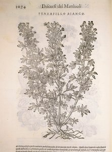 Gänsefingerkraut, Gravur von Pier Andrea Mattioli von Pietro Andrea Mattioli