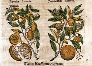 Die Zitrusfrüchte. Orangen- und Zitronenbaum. Gravur - in „Kreutterbuch Dess Hochgelehrten unnd weitberuhmten Herrn D. Petri Andreae Matthioli“ von Pietro Andrea Mattioli (Matthiole) (1500-1577). Frankfurt