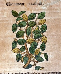 Die Linde. Gravur - in „Kreutterbuch Dess Hochgelehrten unnd weitberühmten Herrn D. Petri Andreae Matthioli“ von Pietro Andrea Mattioli (Matthiole) (1500-1577). Frankfurt von Pietro Andrea Mattioli