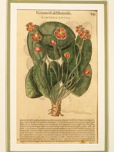 Gelbe Teichrose (Nymphaea lutea), kolorierte Gravur von Pietro Andrea Mattioli