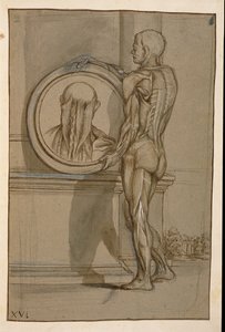 Ms Hunter 653 Tafel XVI, Anatomische Zeichnung, ca. 1610 von Pietro da Cortona