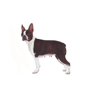 Boston Terrier von Polly Horner