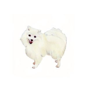 Japanischer Spitz, 2011 von Polly Horner