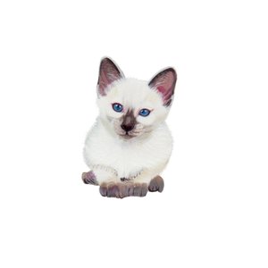 Siamkatze