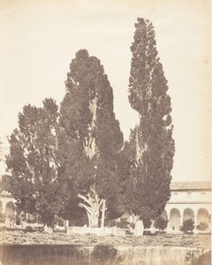 Alte Zypressen im Kartäuserkloster, Rom, 1853-56