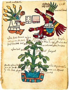 Kakaobaum aus dem Codex Tudela, 1553