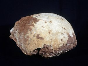 Ei zugeschrieben Hypselosaurus Priscus: großer Dinosaurier (ca. 12 m) Pflanzenfresser der späten Kreidezeit (-65 Millionen Jahre) gefunden in der Provence. Naturhistorisches Museum von Aix en Provence. von Prehistoric Prehistoric
