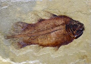 Fossiler Fußabdruck des karbonischen Quastenflossers von Prehistoric Prehistoric