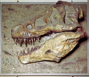 Dinosaurierschädel Tyrannosaurus rex (T Rex oder Tyrannosaurier). Kreidezeit. Museo civico di storia naturale, Mailand von Prehistoric Prehistoric