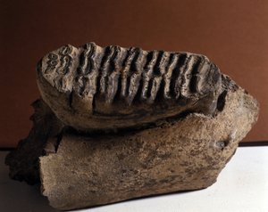 Prähistorie: Elefanten-Zahn, riesiger Elefant. Zeitalter des Känozoikums, Pliozän-Periode. gefunden in Manndorf, Österreich von Prehistoric Prehistoric
