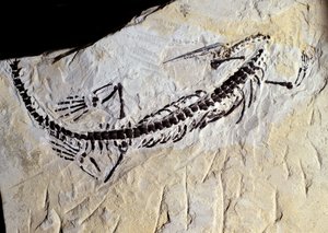 Prähistorie: Mesosaurus-Fossil, Paläozoikum, Perm-Periode. Gefunden in Minas Gerais, Brasilien. von Prehistoric Prehistoric