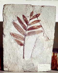 Prähistorie: Astfossil in Kalkstein vom Fundort Monte Bolca (Italien). Eozän-Periode. Museo civico di storia naturale, Mailand