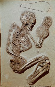 Vorgeschichte: weibliches Skelett aus dem Oberen Neolithikum. Kultur von Chiozza. 2900-2700 v. Chr. Reggio Emilia, Musei Civici, Museo Chierici, Italien