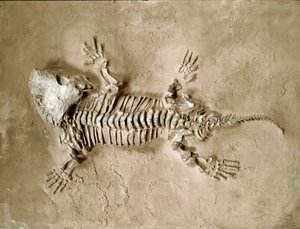 Vorgeschichte: Fossil des Seymouria Bayolorensis Amphibienreptils aus Texas, USA. Perm. Museo civico di storia naturale, Mailand