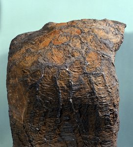 Vorgeschichte: Fossil von Stromatolith, Meeresgestein, archäozoisches Zeitalter. Gefunden in Mauretanien.