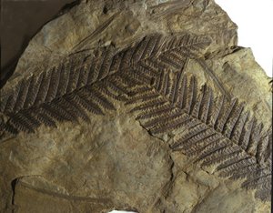 Prähistorie: Fossil von Neuropteris aus der Familie der Farne. Ära des Paläozoikums, Karbon-Periode. gefunden in Villach, Österreich von Prehistoric Prehistoric