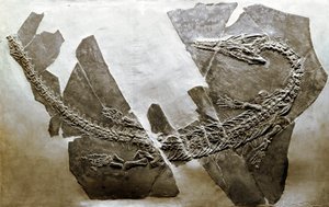 Prähistorie: Fossil des aquatischen Reptils Askeptosaurus italicus aus Besano