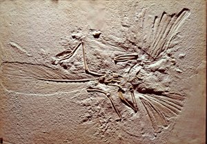 Vorgeschichte: Fossil des Vogels Archaeopteryx Lithographica aus dem Fundort Solnhofen (Deutschland). Oberjura. Museo civico di storia naturale, Mailand von Prehistoric Prehistoric