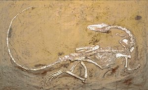 Fossil des Dinosauriers Coelophysis. Periode des oberen Trias. Museo civico di storia naturale, Mailand