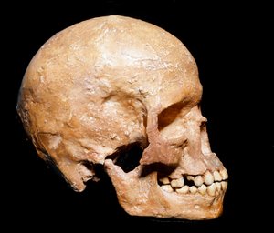 Vorgeschichte: Fossiler Schädel von Homo sapiens aus Grimaldi. Kultur des Aurignacien, Oberes Paläolithikum. Museo Civico di Storia Naturale, Mailand von Prehistoric Prehistoric