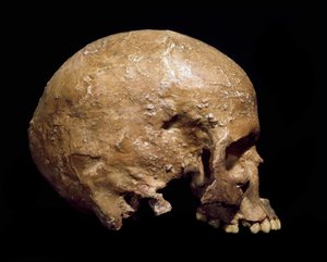 Vorgeschichte: fossiler Schädel von Homo sapiens aus Grimaldi. Kultur des Aurignacien, Oberes Paläolithikum. Museo Civico di Storia Naturale, Mailand von Prehistoric Prehistoric