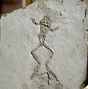 Vorgeschichte: Froschfossil aus dem Fundort Pueyoi da Tervel in Spanien. Miozän. Museo civico di storia naturale, Mailand von Prehistoric Prehistoric