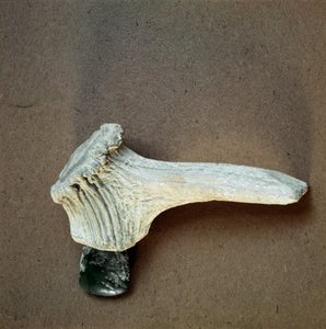 Prähistorie: grüne Steinaxt mit Hirschhorngriff aus der Höhle von Pollera (Finale Ligure), Ligurien. Mittleres Neolithikum, Steinzeit. Genua, Museo di archeologia Ligure