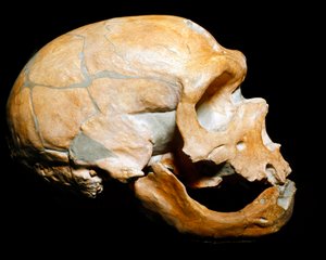 Prähistorie: Schädel des Neandertalers (Homo sapiens), Paläolithikum. Gefunden in Correze im Jahr 1908 von Prehistoric Prehistoric