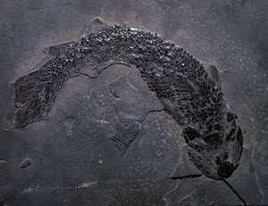 Vorgeschichte: Art des fossilen Gyroptichus, Paläozoikum, Devon. Gefunden in Schottland. von Prehistoric Prehistoric