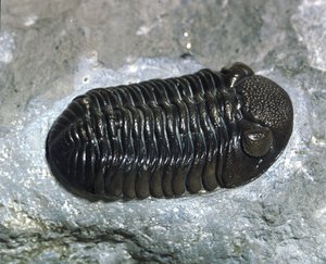Trilobit Phacops Rana Fossil (Arthropode). Devon-Zeit. Fund in Ohio, USA von Prehistoric Prehistoric