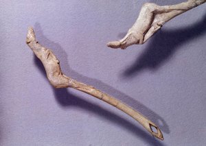 Vorgeschichte: zwei Wurfspeere genannt „zum springenden Pferd“ aus Rentierholz. Periode des mittleren Magdalénien von Prehistoric Prehistoric