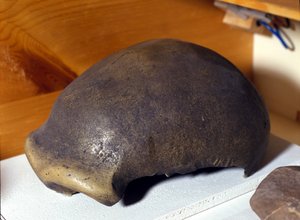 Schädel des Neandertalers, entdeckt in Deutschland 1856 von Prehistoric Prehistoric