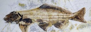 Stör-Fossilabdruck, Unterkreide (Objekt)