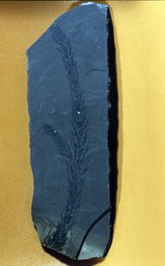 Vorgeschichte: Glyptolepsis keuperiana, fossile Konifere der Obertriaszeit, Mesozoikum.