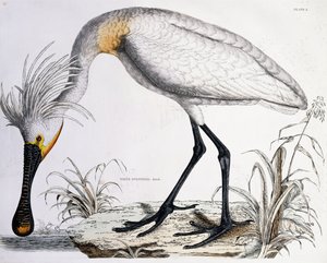 Weißer Löffler, 1834 von Prideaux John Selby