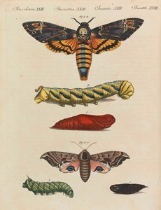 Kinderbilderbuch Kinderenzyklopädie von Friedrich Johann Justin Bertuch, 1798-1830 von Pupils of the Weimar Princely Free