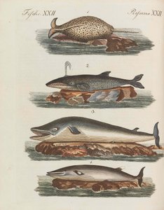 Kinderbilderbuch von Friedrich Johann Justin Bertuch von Pupils of the Weimar Princely Free