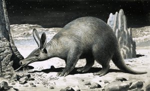 Aardvark
