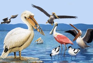 Vögel mit seltsamen Schnäbeln
