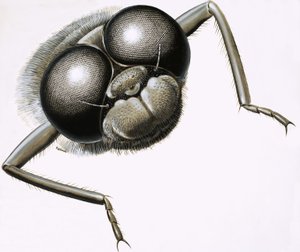 Nahaufnahme einer Libelle