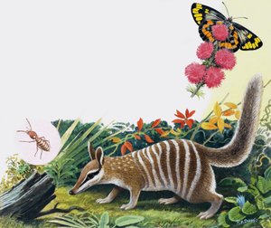 Numbat