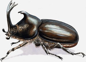 Hirschkäfer