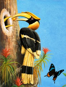 Der Hornvogel