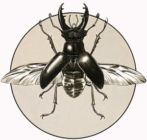 Der Hirschkäfer