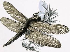Die Libelle