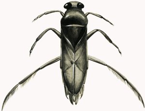 Wasserläufer