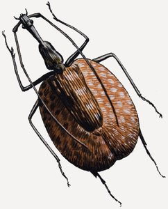 Rüsselkäfer, aus der Familie der Käfer
