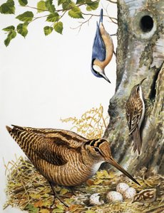 Waldvögel