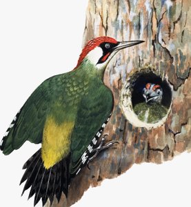 Specht und Küken